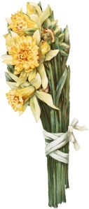vintage-daffodil-image-graphicsfairy